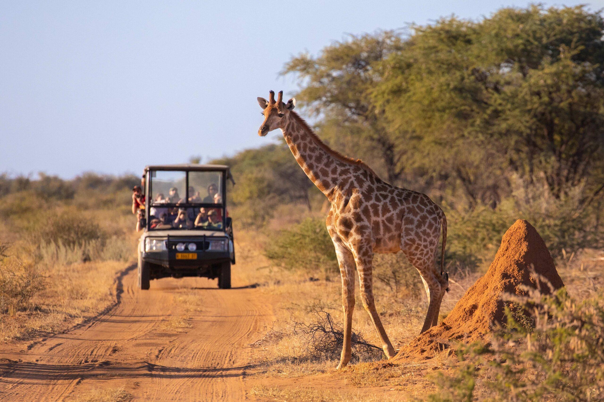 Eine wilde Giraffe überquert eine afrikanische Straße vor einem Safarifahrzeug voller Touristen.